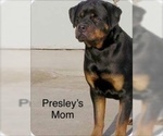Small Photo #8 Rottweiler Puppy For Sale in SYKESVILLE, MD, USA
