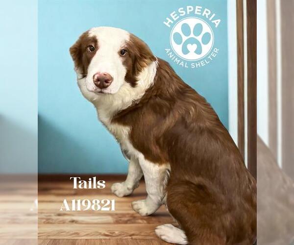 Medium Photo #2 Border Collie Puppy For Sale in HESPERIA, CA, USA