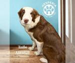 Small #1 Border Collie