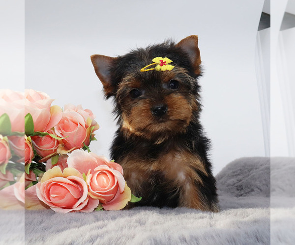 Medium Photo #2 Yorkshire Terrier Puppy For Sale in LOS ANGELES, CA, USA