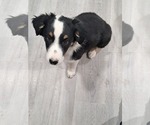 Small #5 Australian Shepherd