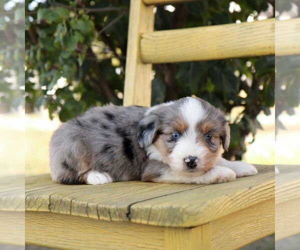Medium Photo #2 Aussie-Poo Puppy For Sale in ARTHUR, IL, USA