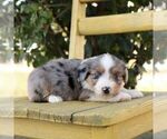 Small #1 Aussie-Poo