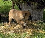 Small #2 Rat Terrier
