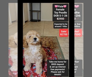 Poodle (Toy) Puppy for sale in TUCSON, AZ, USA