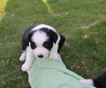Small Photo #10 Border Collie Puppy For Sale in BRYANTOWN, MD, USA