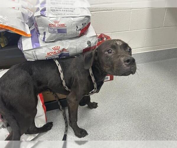 Medium Photo #1 American Pit Bull Terrier Puppy For Sale in Ocala, FL, USA