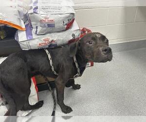 American Pit Bull Terrier Dogs for adoption in Ocala, FL, USA