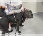 Small American Pit Bull Terrier