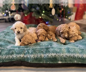 Miniature Labradoodle Puppy for sale in MURPHY, NC, USA