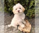 Small #1 ShihPoo