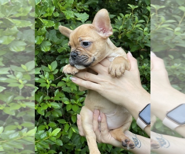 Medium Photo #17 French Bulldog Puppy For Sale in JACKSONVILLE, FL, USA
