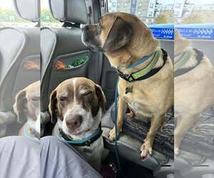 Cooper (and Zeara) - Male Labbe Dog for Adoption - Photo #4