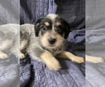 Small Photo #11 Australian Cattle Dog-Poodle (Miniature) Mix Puppy For Sale in NEWPORT BEACH, CA, USA