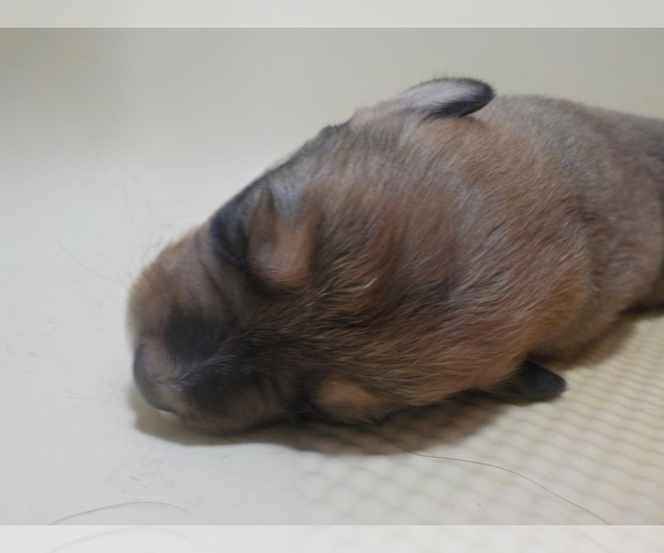 Medium Photo #2 Australian Shepherd-Pembroke Welsh Corgi Mix Puppy For Sale in GALLEGOS, NM, USA