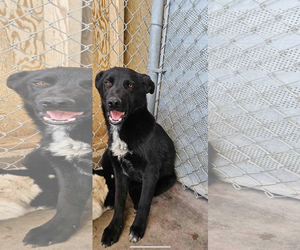 Border Collie-Unknown Mix Dogs for adoption in El Centro, CA, USA