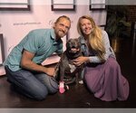 Small #1 American Pit Bull Terrier