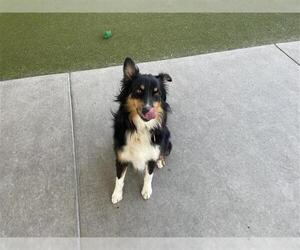 Border Collie Dogs for adoption in Waco, TX, USA