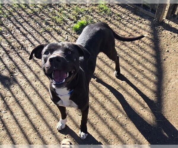 Medium Photo #1 Mutt Puppy For Sale in Riverside, CA, USA