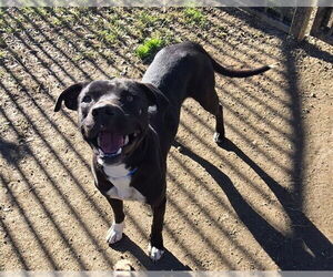 Mutt Dogs for adoption in Riverside, CA, USA