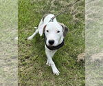 Small #4 Bulldog Mix