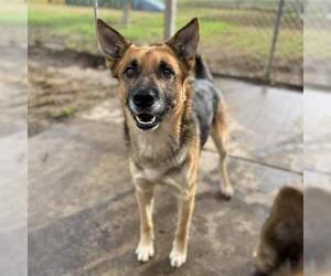 German Shepherd Dog Dogs for adoption in Modesto, CA, USA