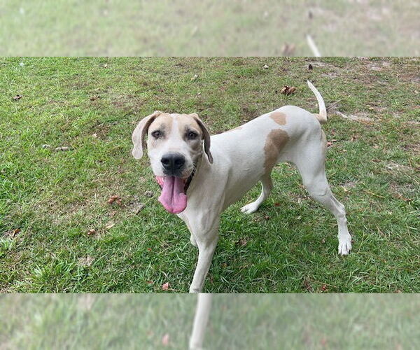 Medium Photo #3 Great Dane Puppy For Sale in Bullard, TX, USA