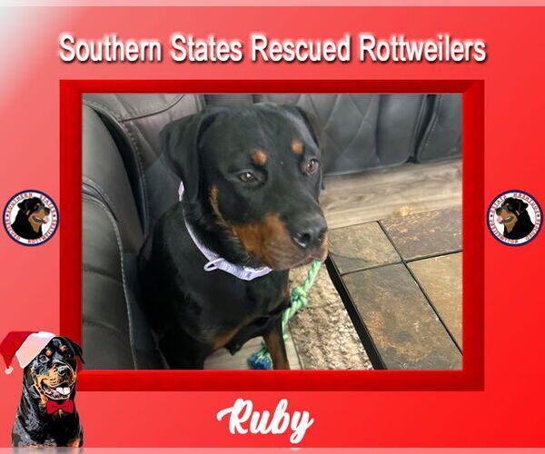 Medium Photo #3 Rottweiler Puppy For Sale in White Hall, AR, USA