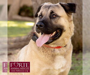 Annie - Female Akita-American Staffordshire Terrier Mix Dog for Adoption - Photo #4
