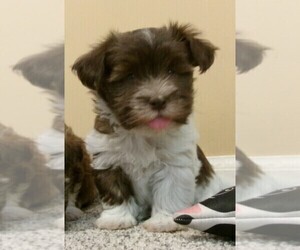 Havanese Puppy for sale in WEST CONCORD, MN, USA