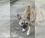 Small #3 French Bulldog