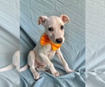 Small #2 Labrador Retriever Mix