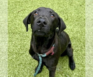 Labrador Retriever-Unknown Mix Dogs for adoption in Hilton Head, SC, USA