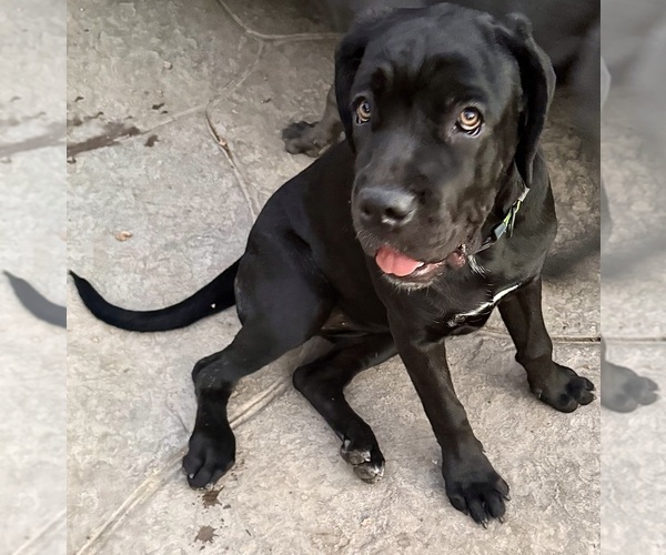 Medium Photo #16 Cane Corso Puppy For Sale in WOODLAND HILLS, CA, USA