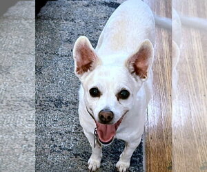 Georgie P (CA) - Male Rat Terrier-Unknown Mix Dog for Adoption - Photo #3