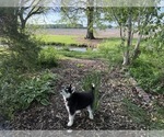 Small #5 Siberian Husky