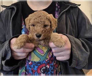 Goldendoodle mix (+ Poodle Miniature) Puppy for sale in BUSHNELL, FL, USA