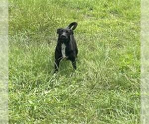 Labrador Retriever-Unknown Mix Dogs for adoption in Ocala, FL, USA