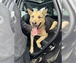 Small German Shepherd Dog