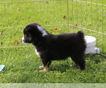 Small Photo #1 Miniature American Shepherd Puppy For Sale in LUCK, WI, USA