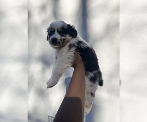 Australian Shepherd Puppy for sale in TYLER, TX, USA