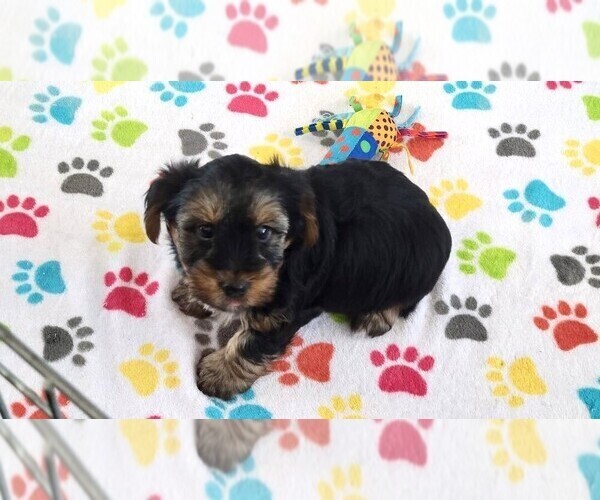 Medium Photo #3 Yorkshire Terrier Puppy For Sale in ORO VALLEY, AZ, USA