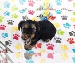 Small #2 Yorkshire Terrier