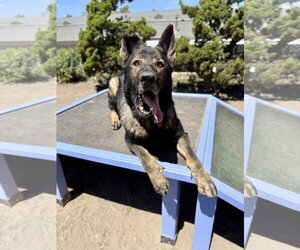 Zion - Male German Shepherd Dog Dog for Adoption - Photo #2