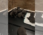 Puppy Puppy 9 Cane Corso