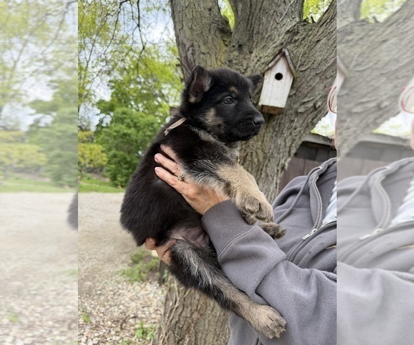 Medium Photo #3 German Shepherd Dog Puppy For Sale in FORT WAYNE, IN, USA