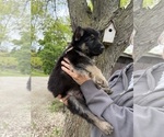 Small #2 German Shepherd Dog
