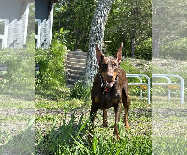 Medium Photo #6 Doberman Pinscher Puppy For Sale in Buffalo, MN, USA