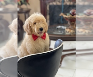 Goldendoodle Puppy for Sale in TAMPA, Florida USA