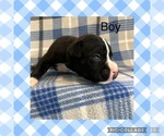 Puppy Black Boxer